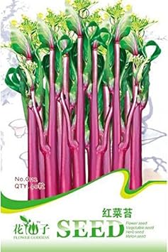 Red Beet Beta vulgaris seeds for garden planting